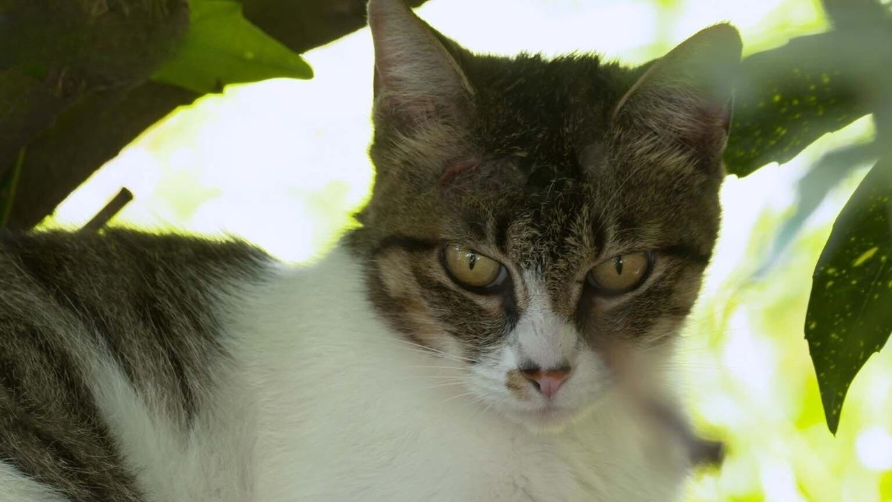 A Cat's-Eye View of Japan - Season 4 Episode 12 : Yamanashi: Cats and Grapes