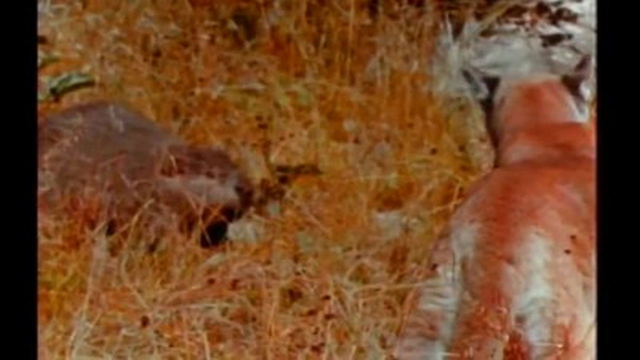 Mutual of Omaha's Wild Kingdom — Épisode 10