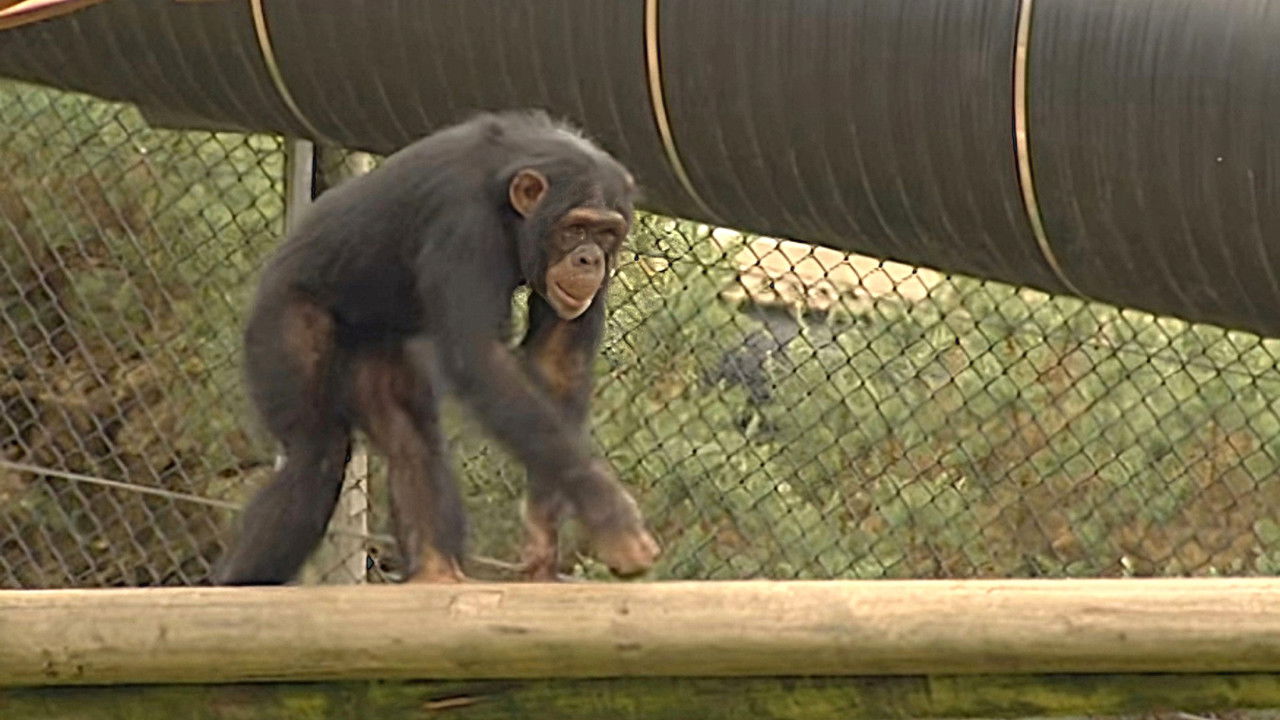 Monkey Business — Épisode 1