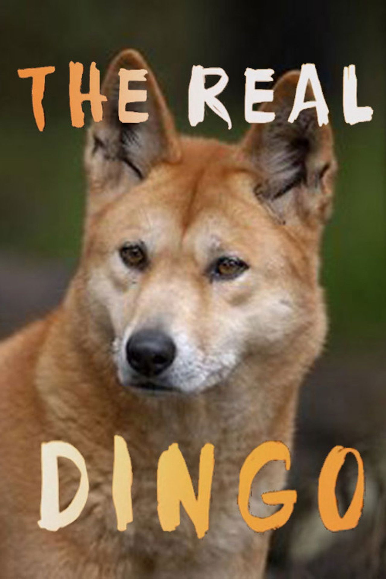 The real Dingo Backdrop