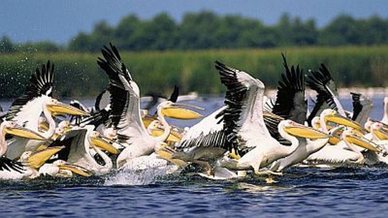 Natural World - Season 19 Episode 17 : Danube Delta: Europe Untamed