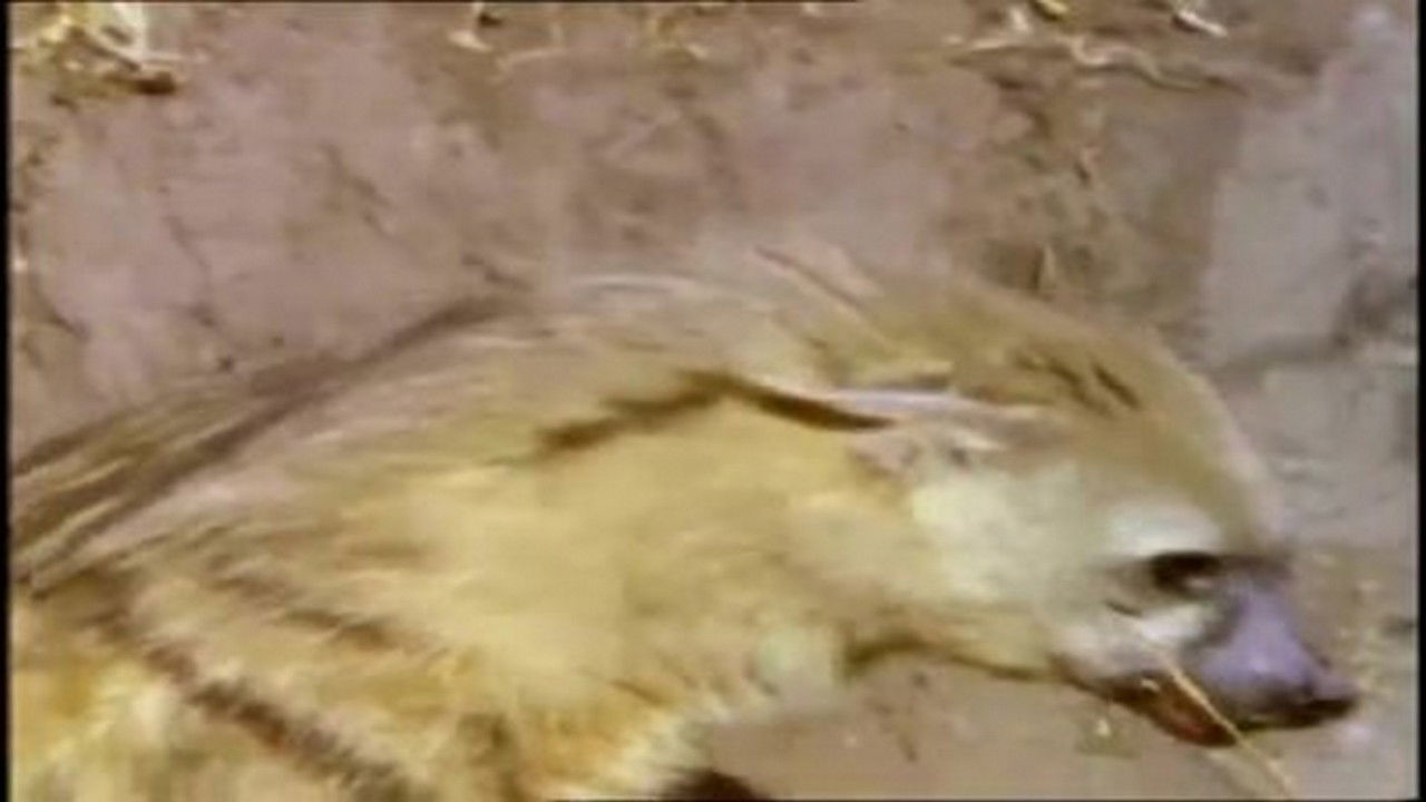 Mutual of Omaha's Wild Kingdom — Épisode 9