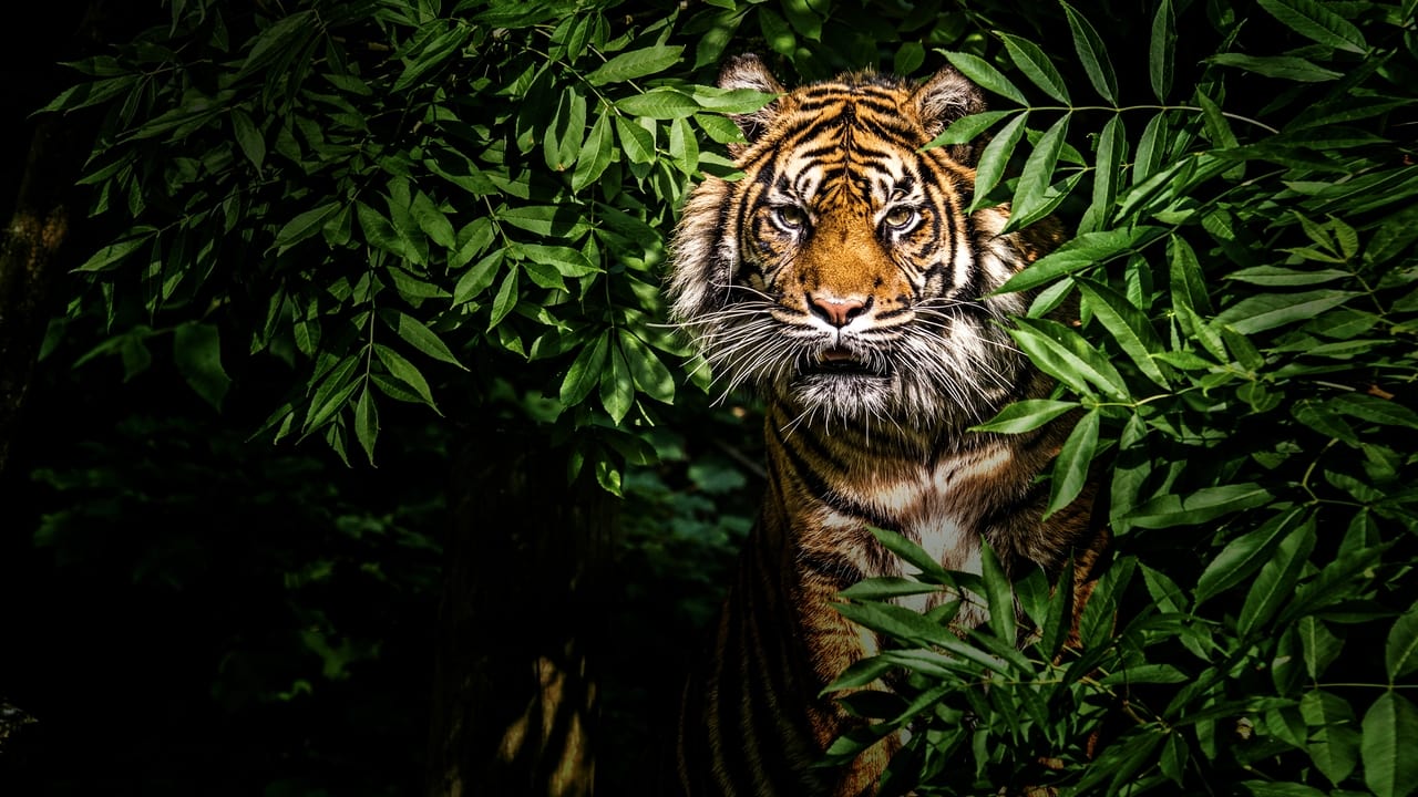 Thailand's Wild Cats Backdrop Image