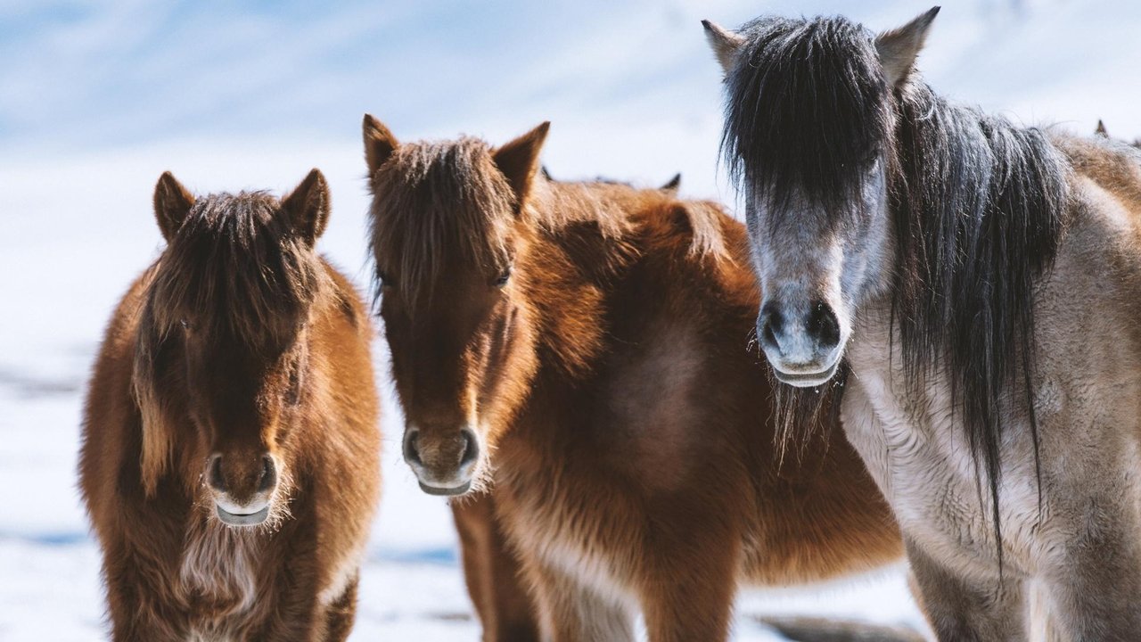 Nature - Season 37 Episode 9 : Equus: Story of the Horse: Chasing the Wind