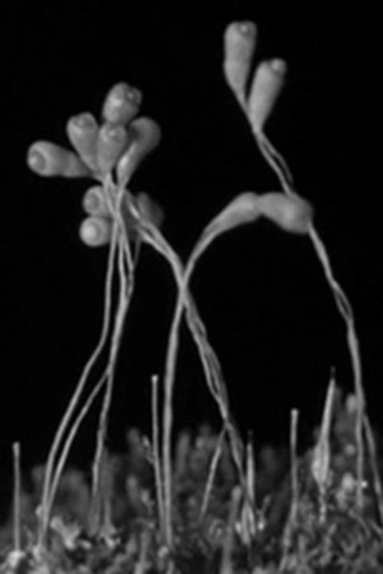 The Plants of the Pantry filmaffisch