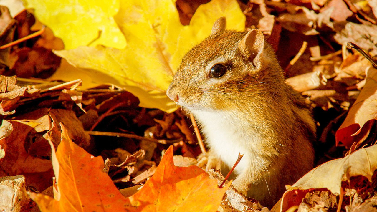 Autumnwatch — Épisode 2