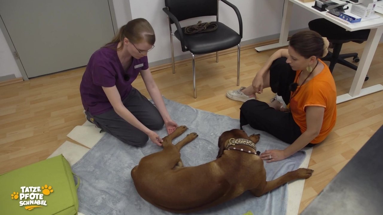 Tatze, Pfote, Schnabel - Season 2 Episode 22 : Episode 22