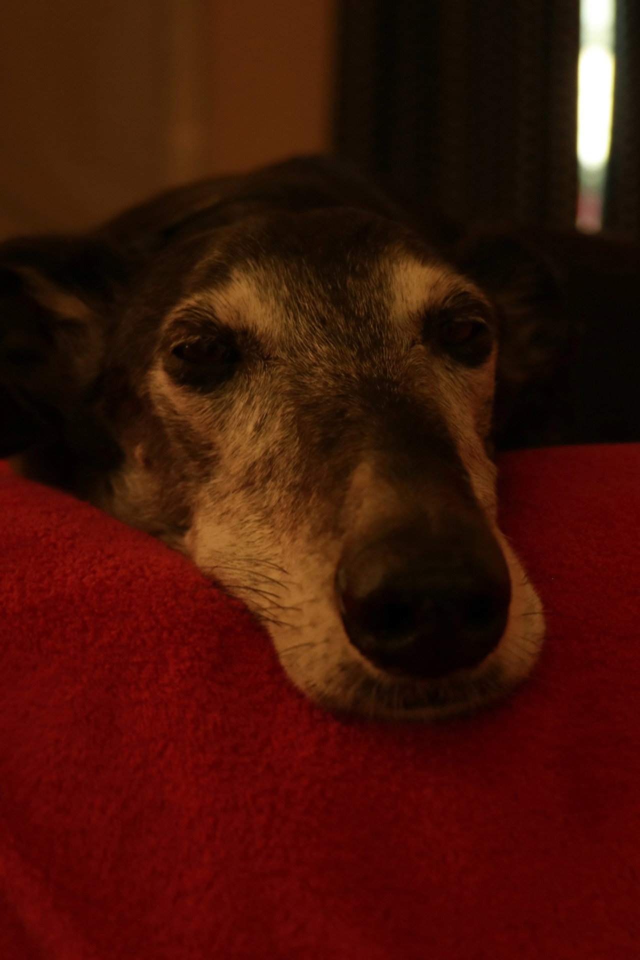 Bobby the dog