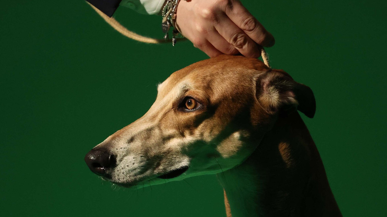 Crufts — Épisode 1