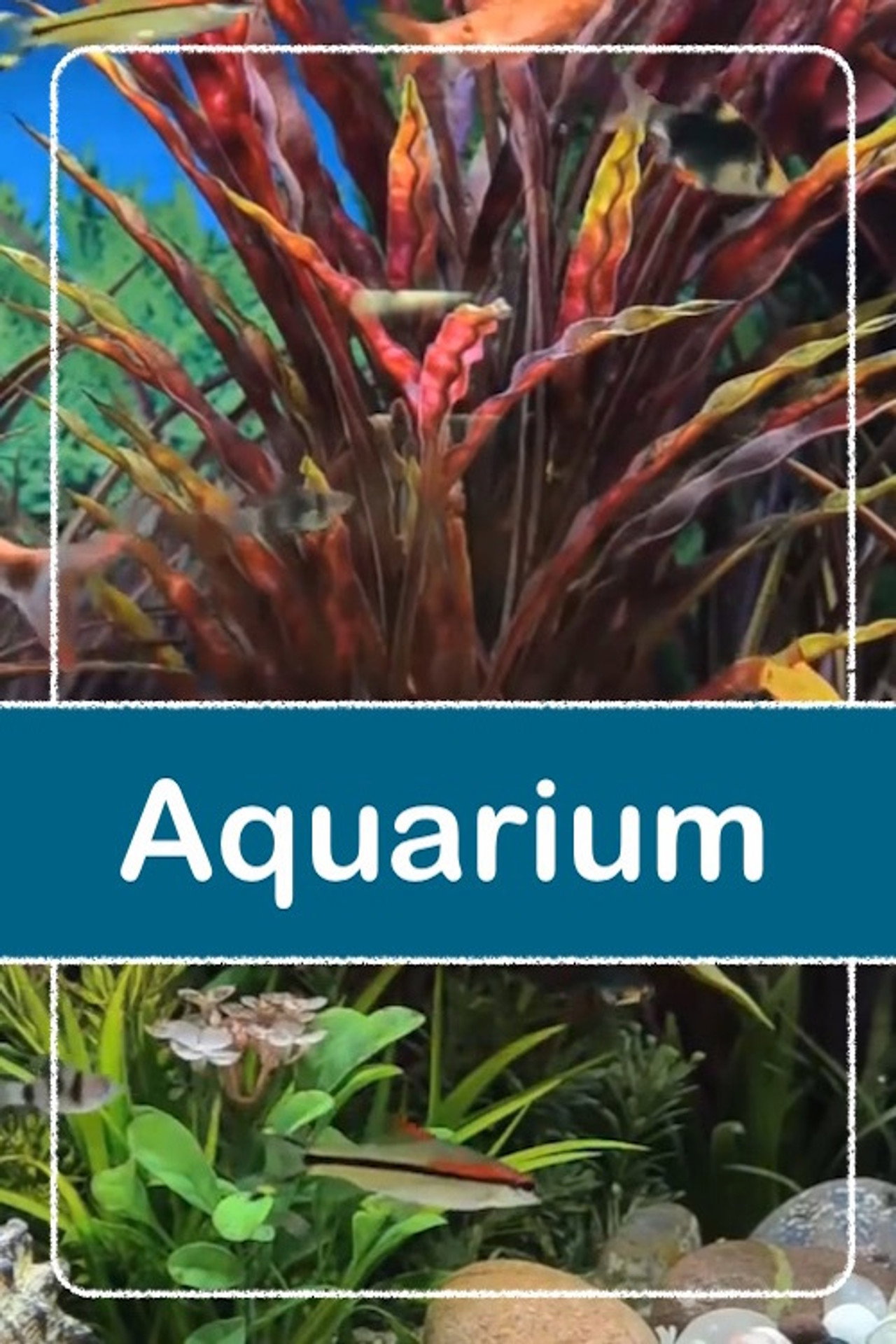 Relaxing Aquarium poster