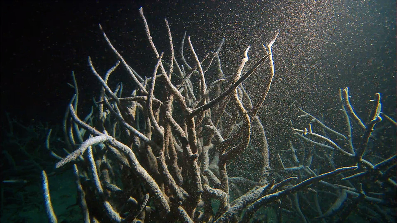 Reef Live — Épisode 2