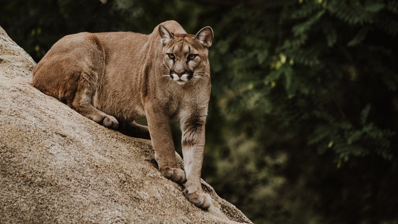 Pumas de la estepa (2023)