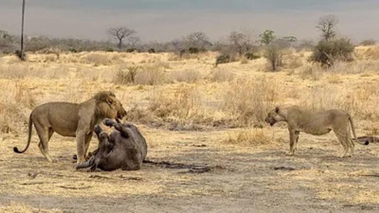 La loi du lion — La fièvre de la chasse