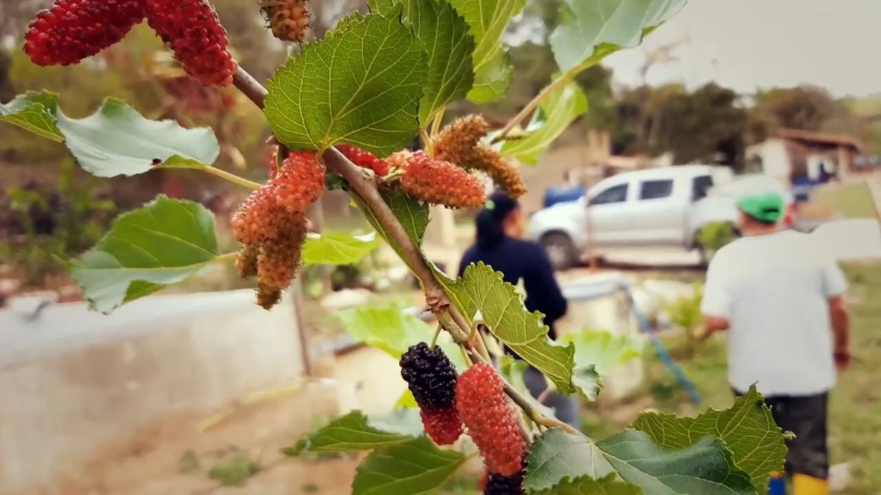 Natureza still 3