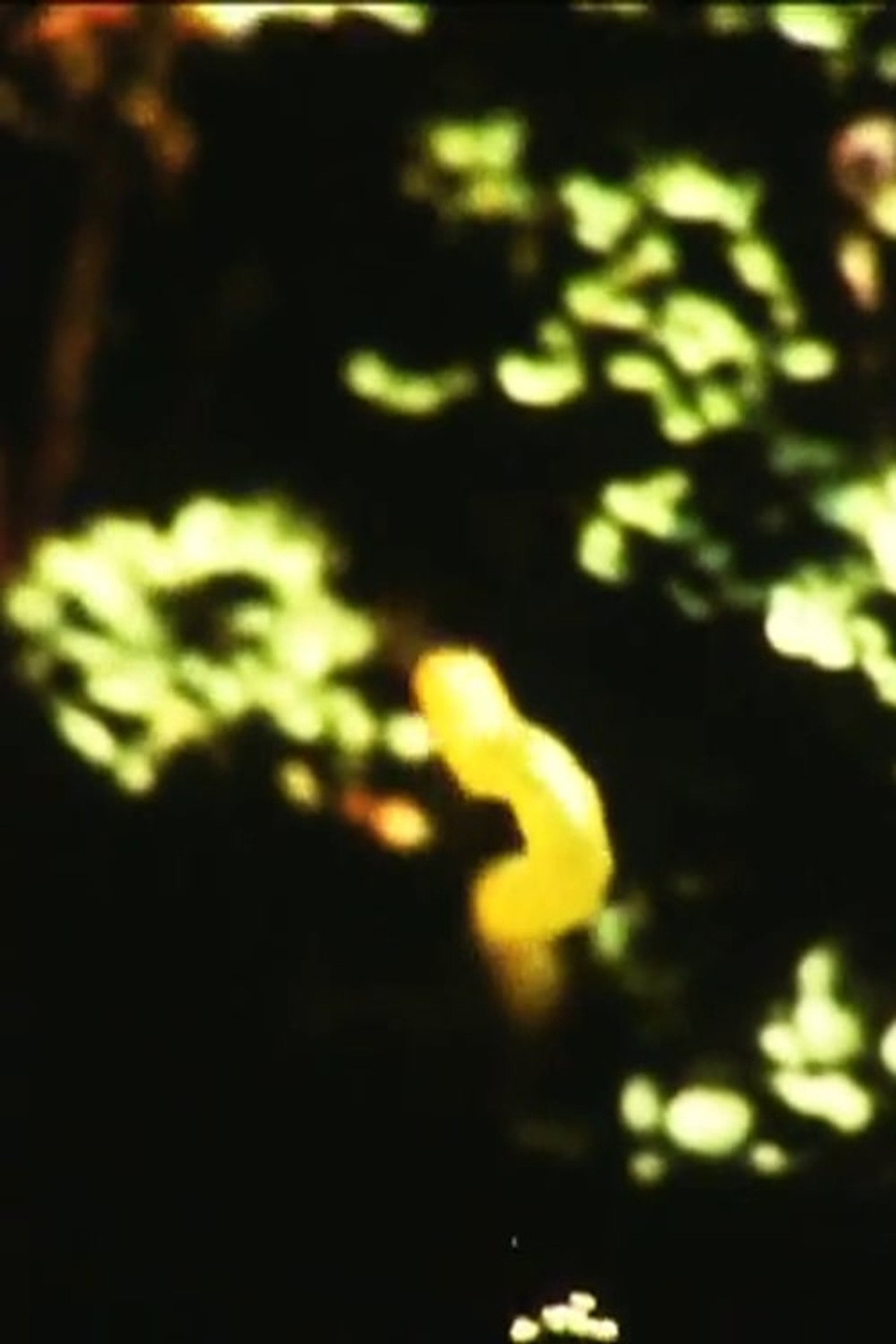 Caterpillar filmaffisch