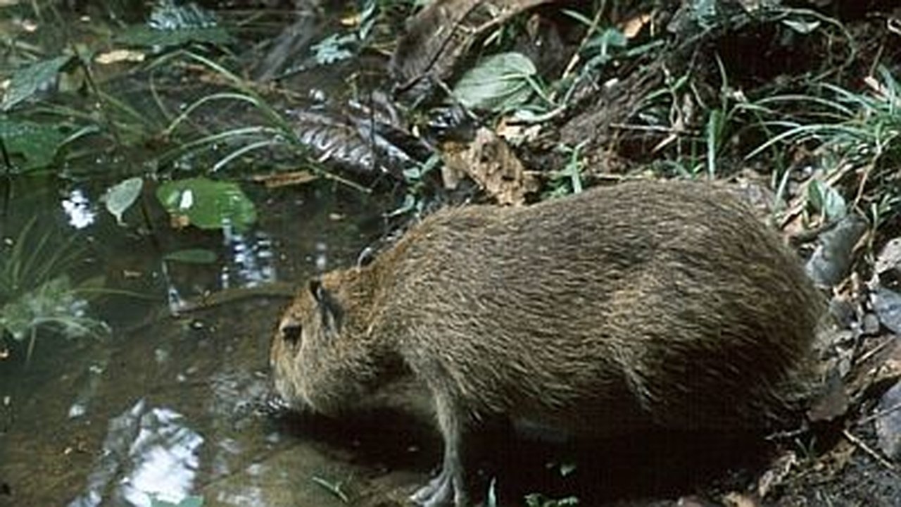 Natural World - Season 17 Episode 2 : Capybara: Swamp Hogs