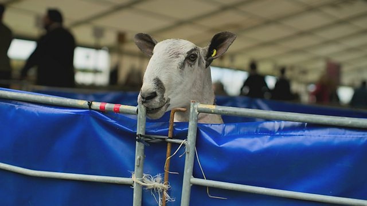 Kelso Ram Sales