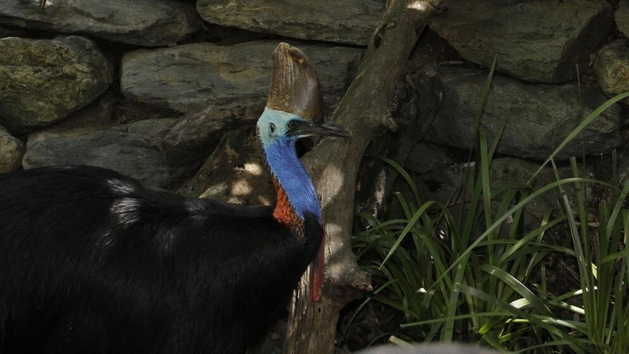 Paula und die wilden Tiere — Épisode 25