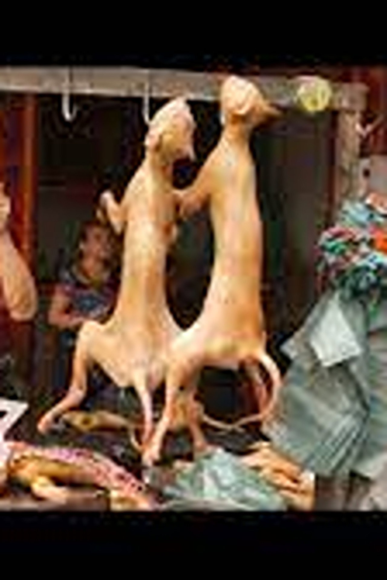 Dining on Dogs in Yulin filmaffisch