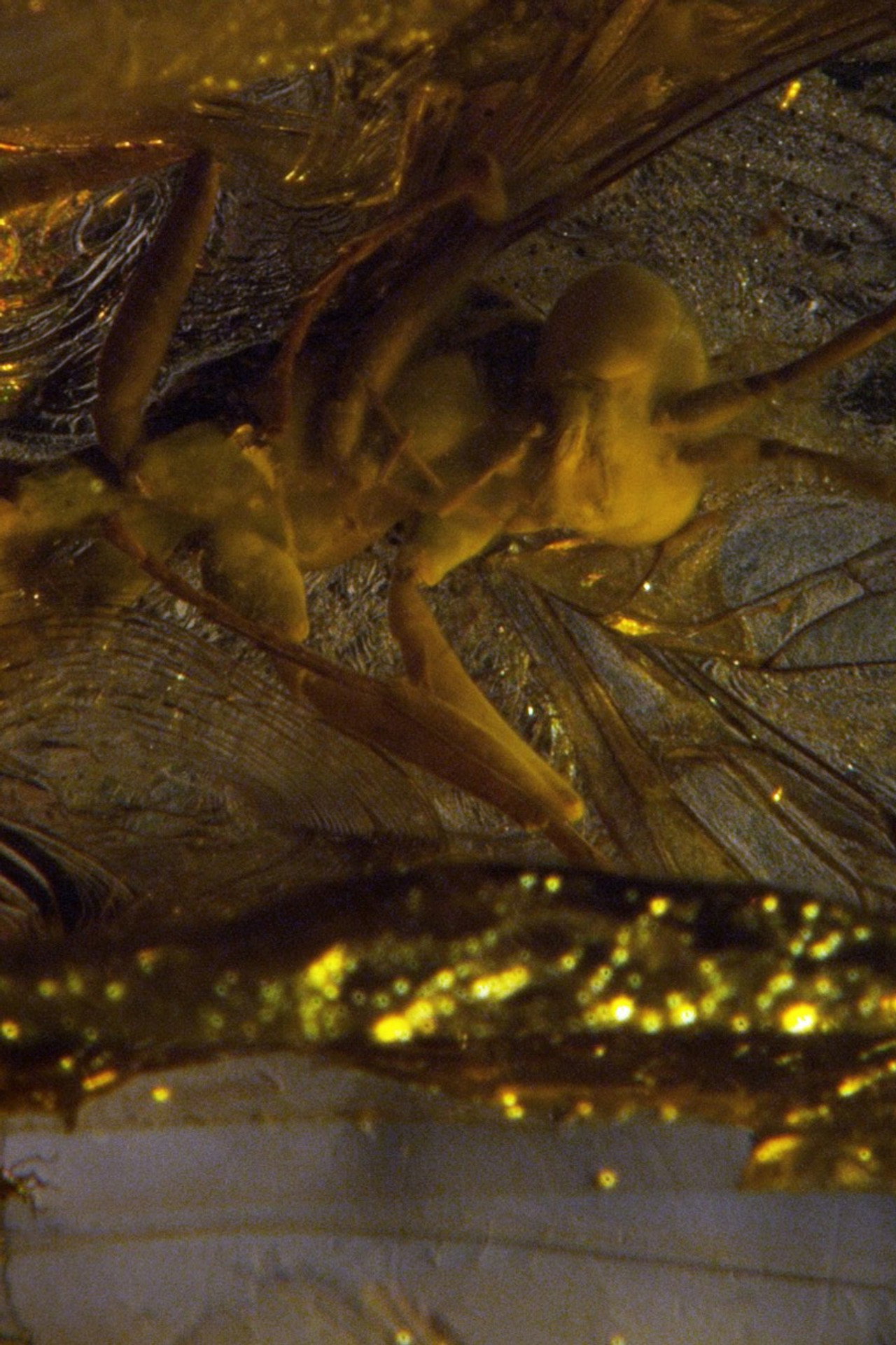De-Extinction filmaffisch