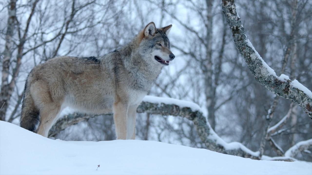 Winter's Hidden Wonders