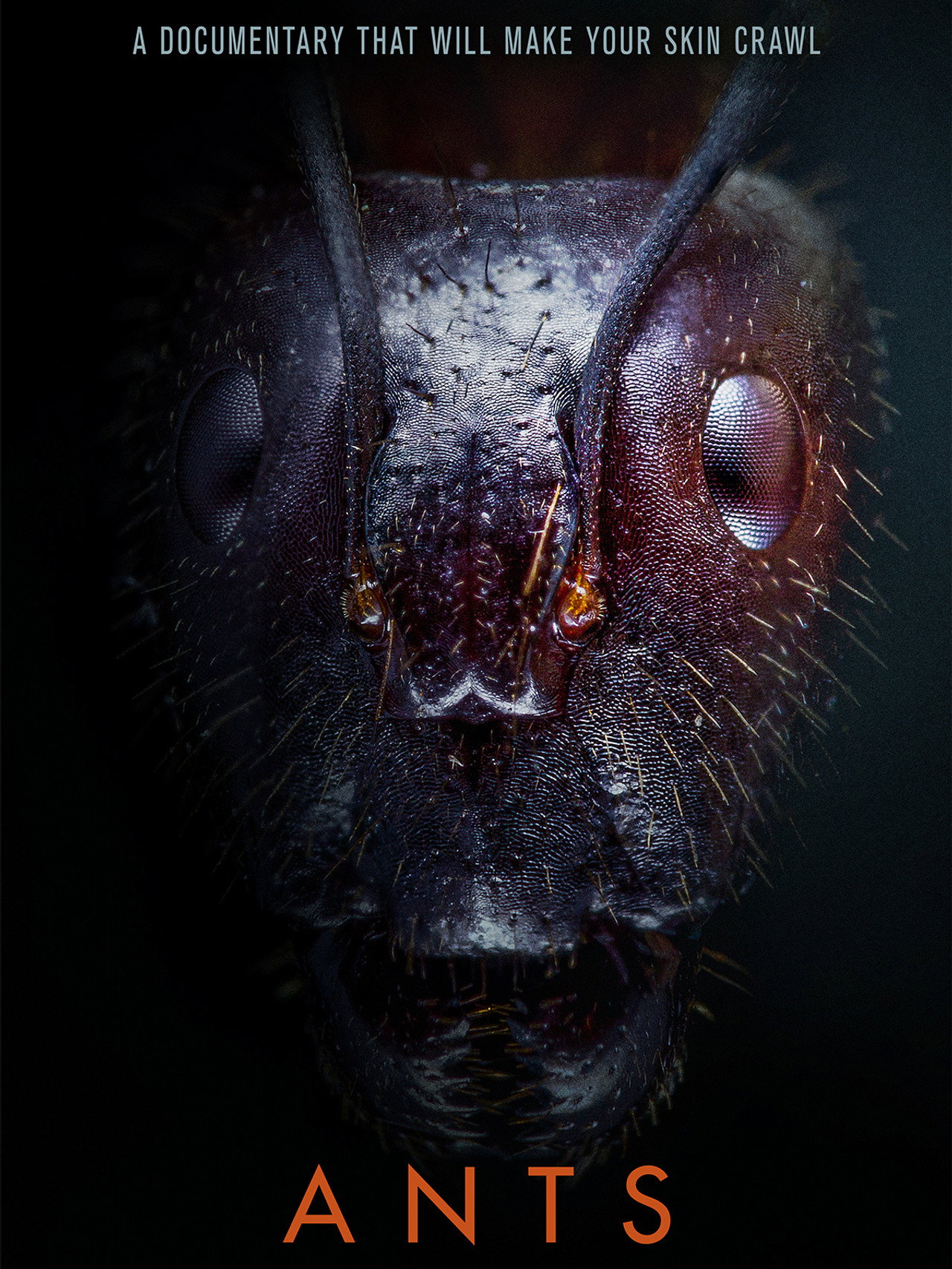 Ants filmaffisch