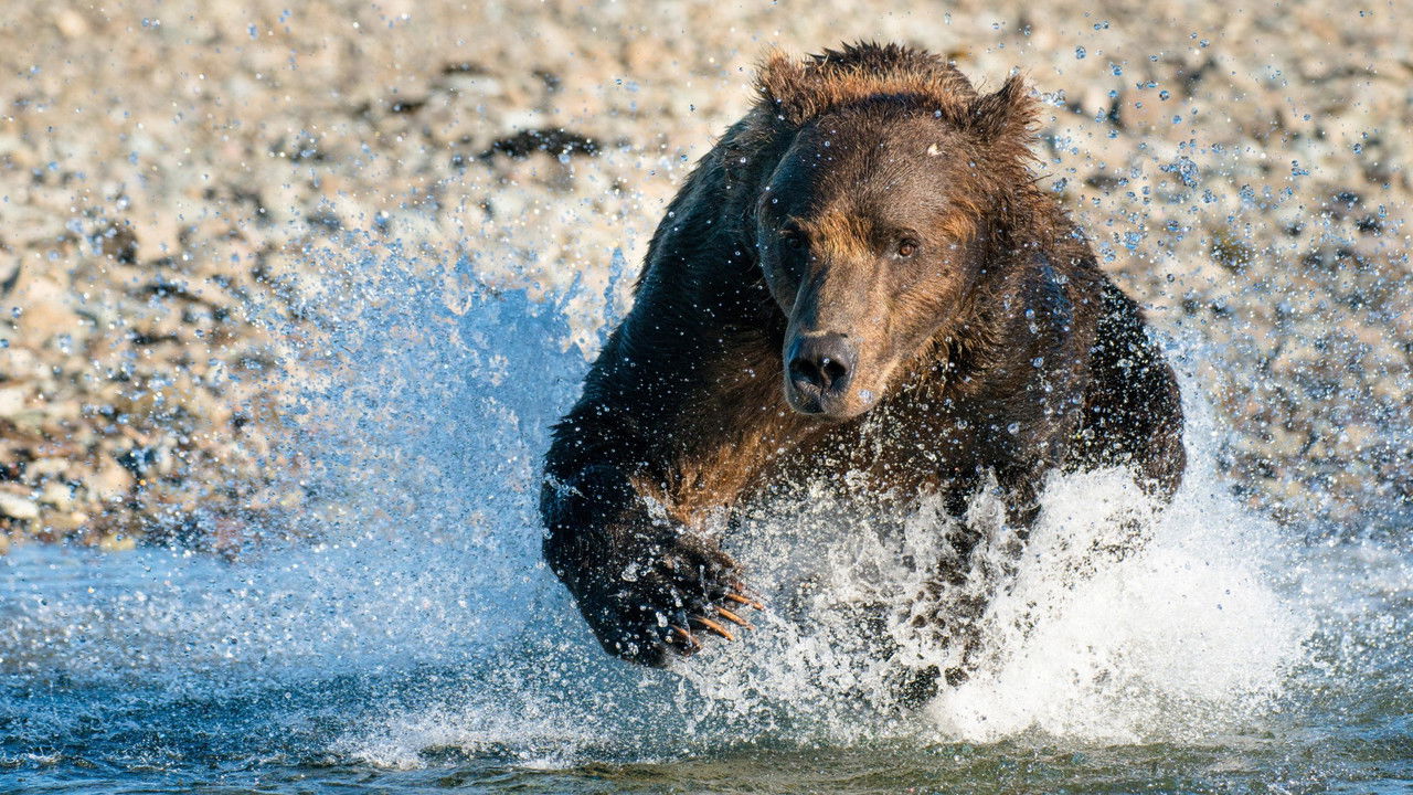 Gladiators — Épisode 4