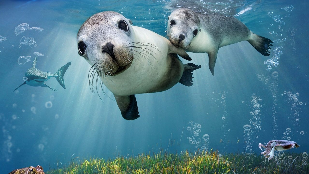 Sea Lions: Life By a Whisker Backdrop Image