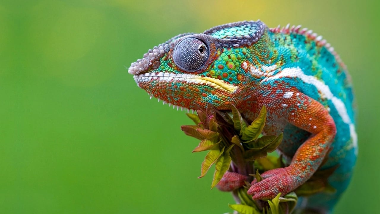 Madagaskar - Ein geheimnisvolles Wunder der Natur background