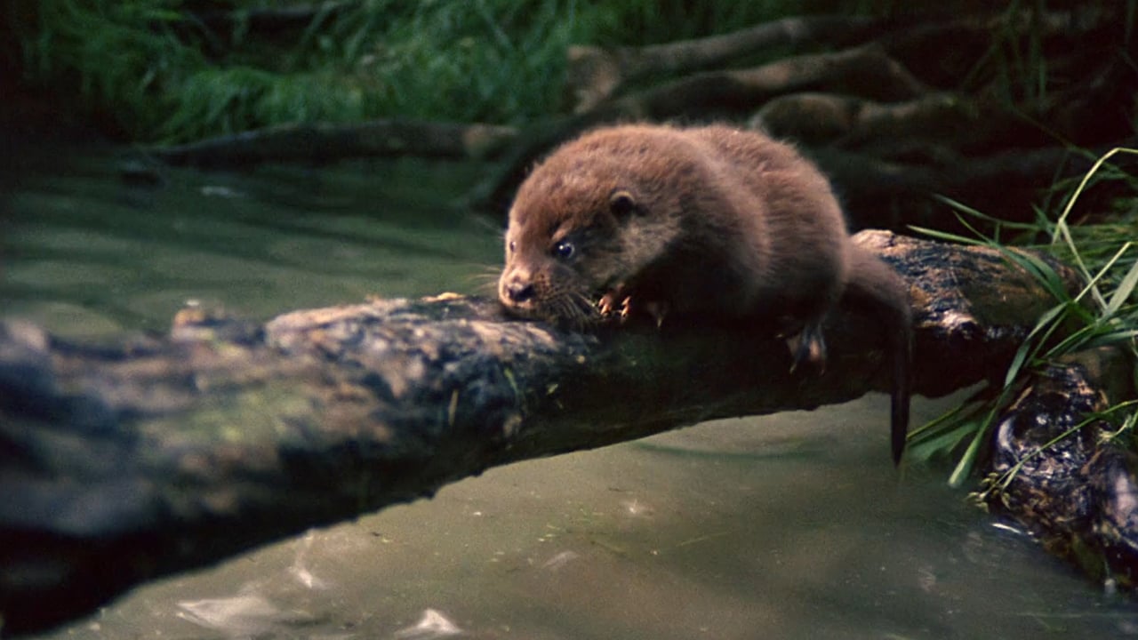 Scen från Tarka the Otter