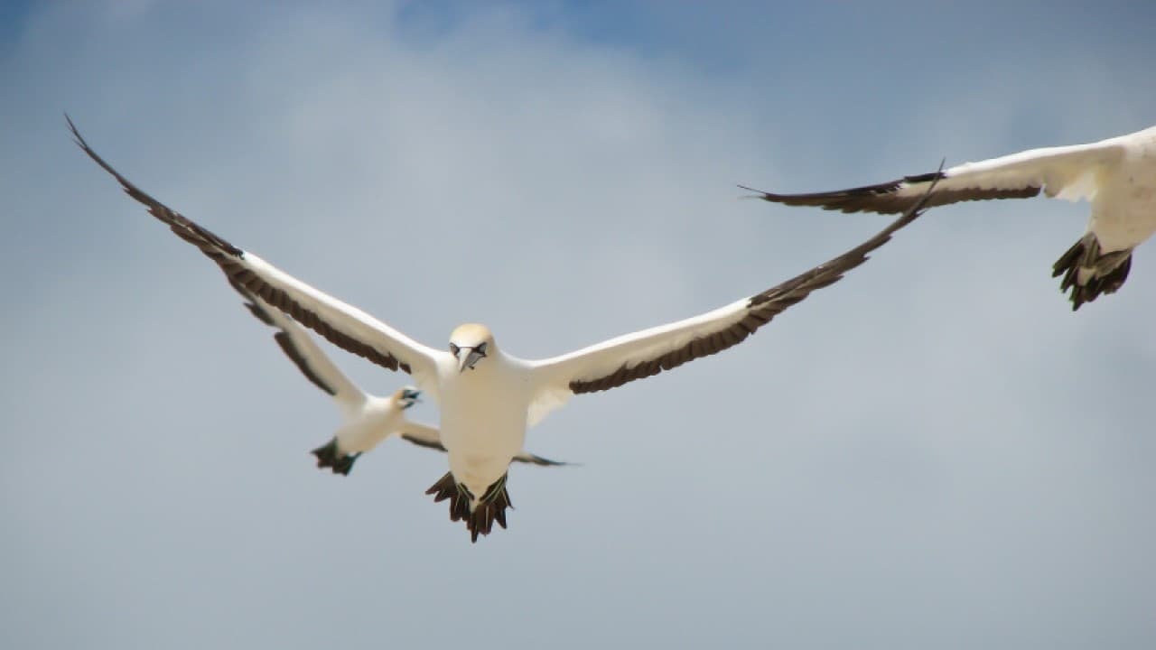 Scen från Gannets: The Wrong Side of the Run