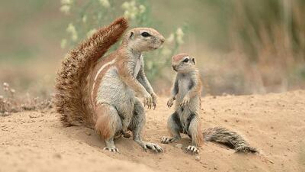 All About Animals — Épisode 16