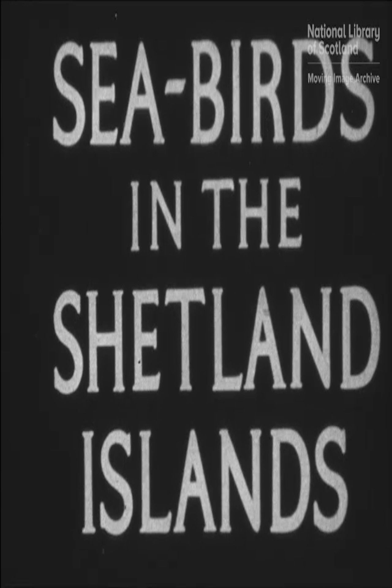 Seabirds in the Shetland Islands poster