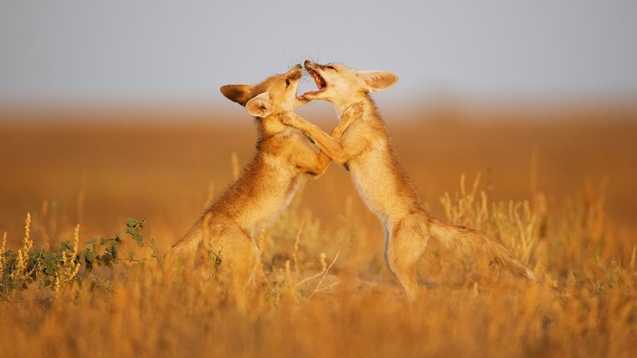 Secrets of the Wild