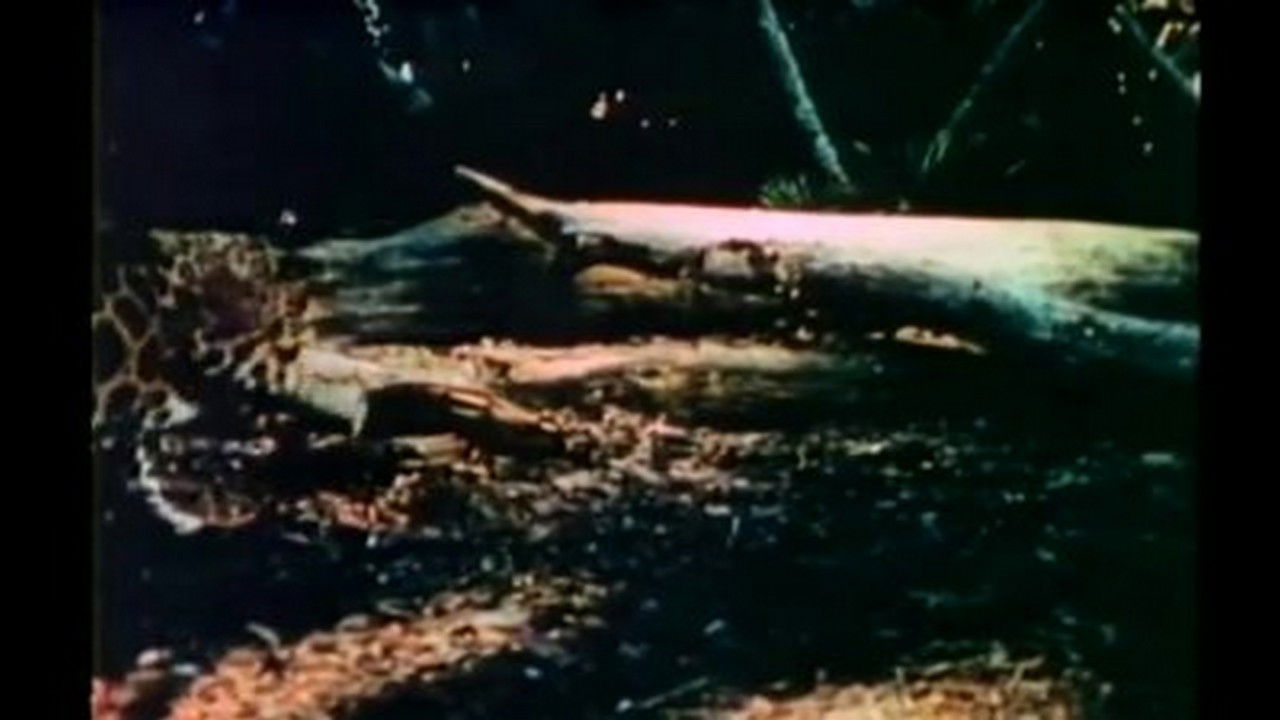 Mutual of Omaha's Wild Kingdom — Épisode 6