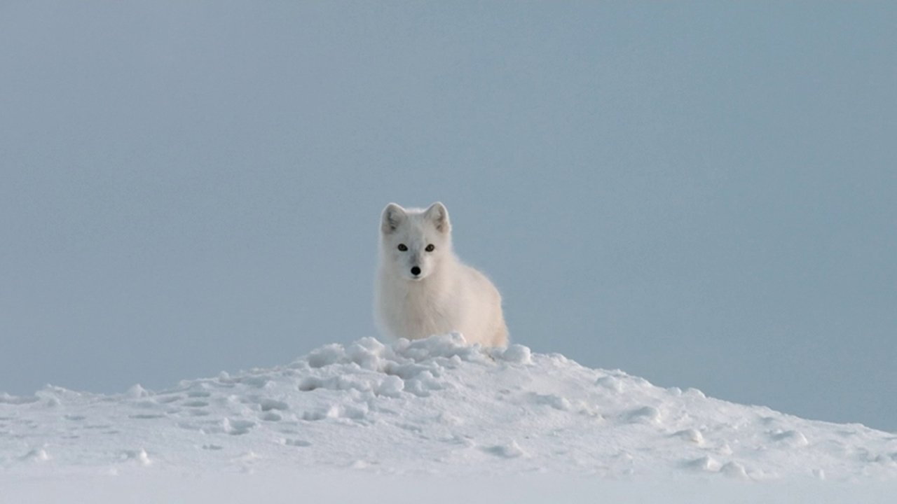 If I Were an Arctic Fox