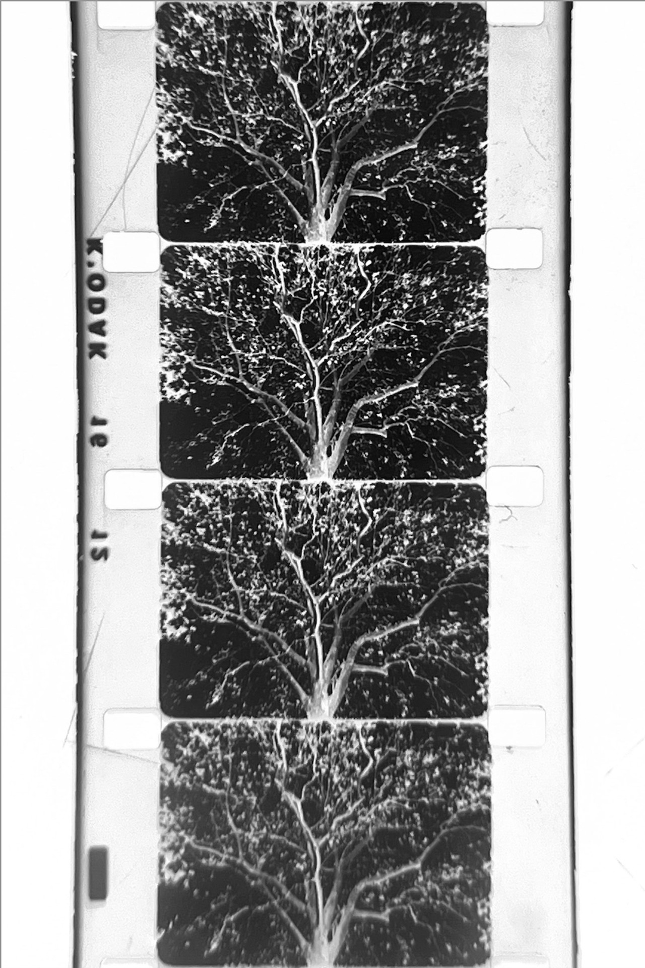 un arbre filmaffisch