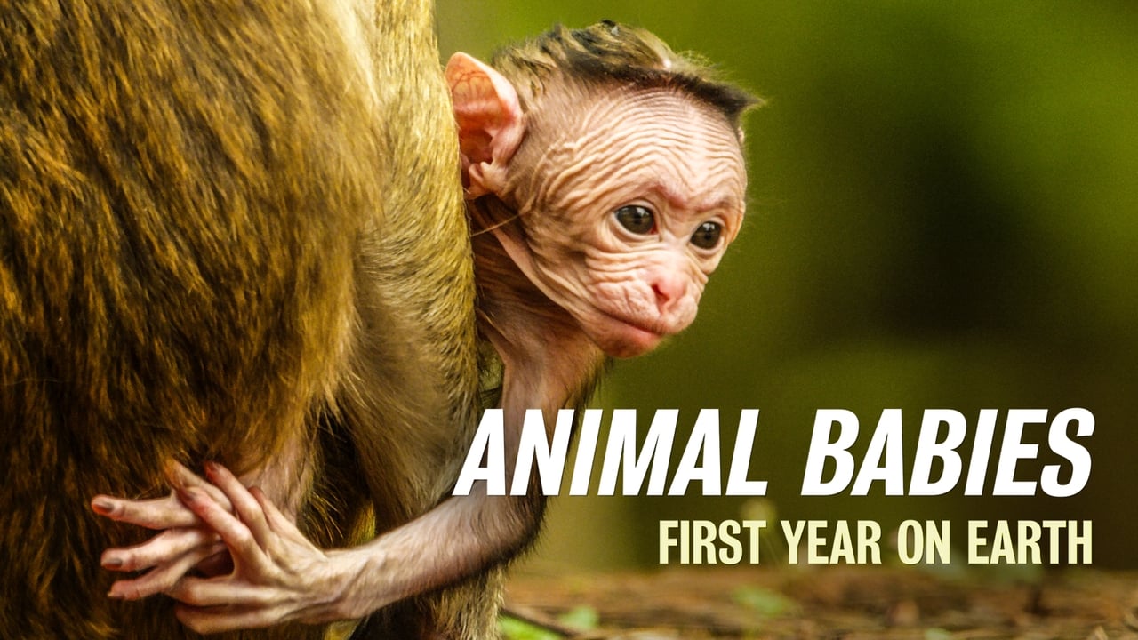 Animal Babies: First Year On Earth background