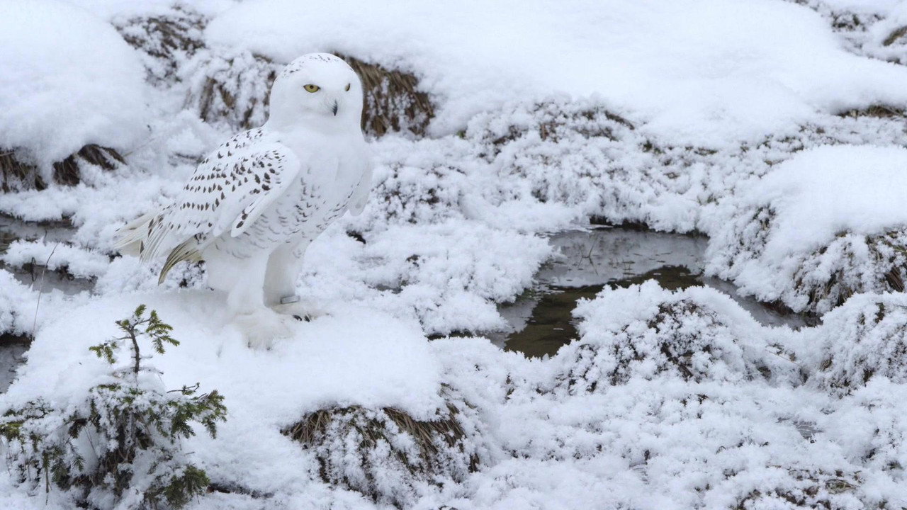 A Winter’s Tale: The Journey Of The Snowy Owls