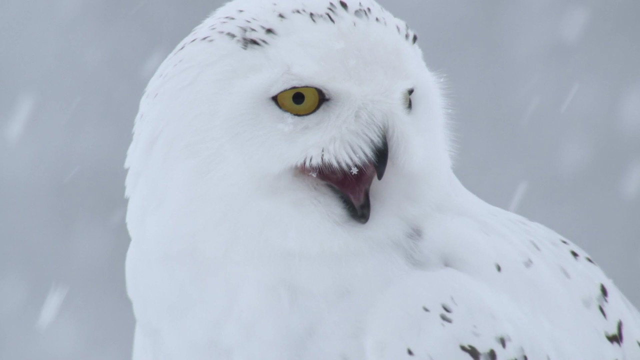 A Winter’s Tale: The Journey Of The Snowy Owls