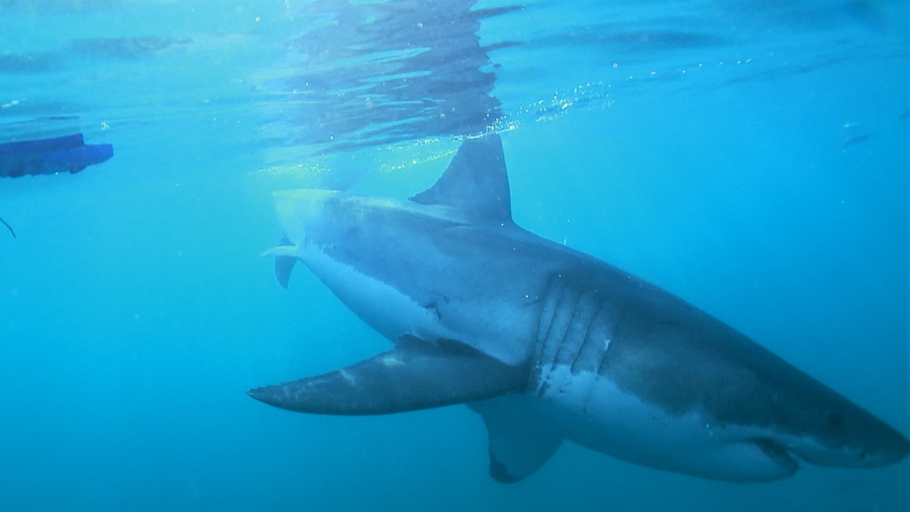 La magia del Gran Azul