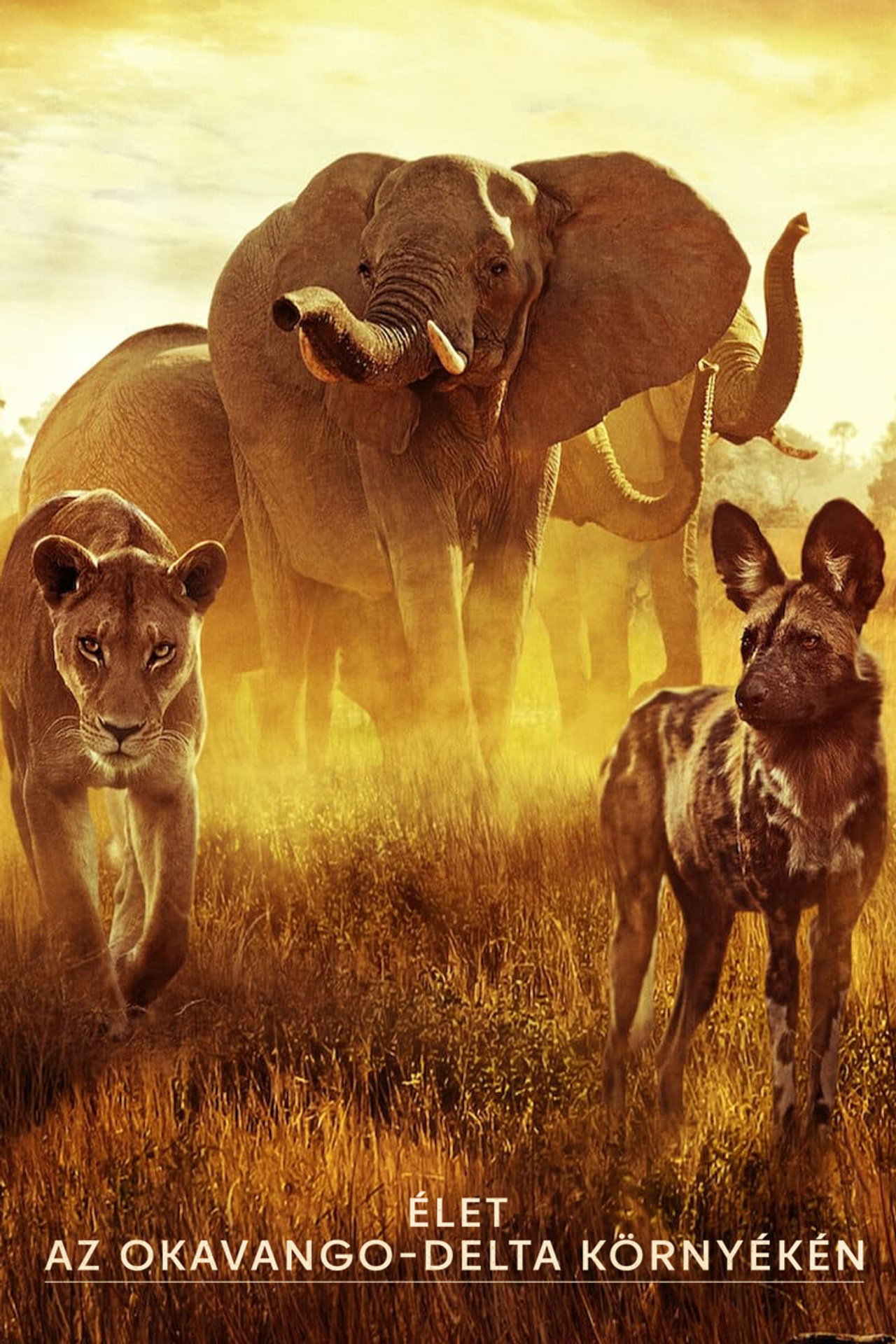 Élet az Okavango-delta környékén – plakát 6