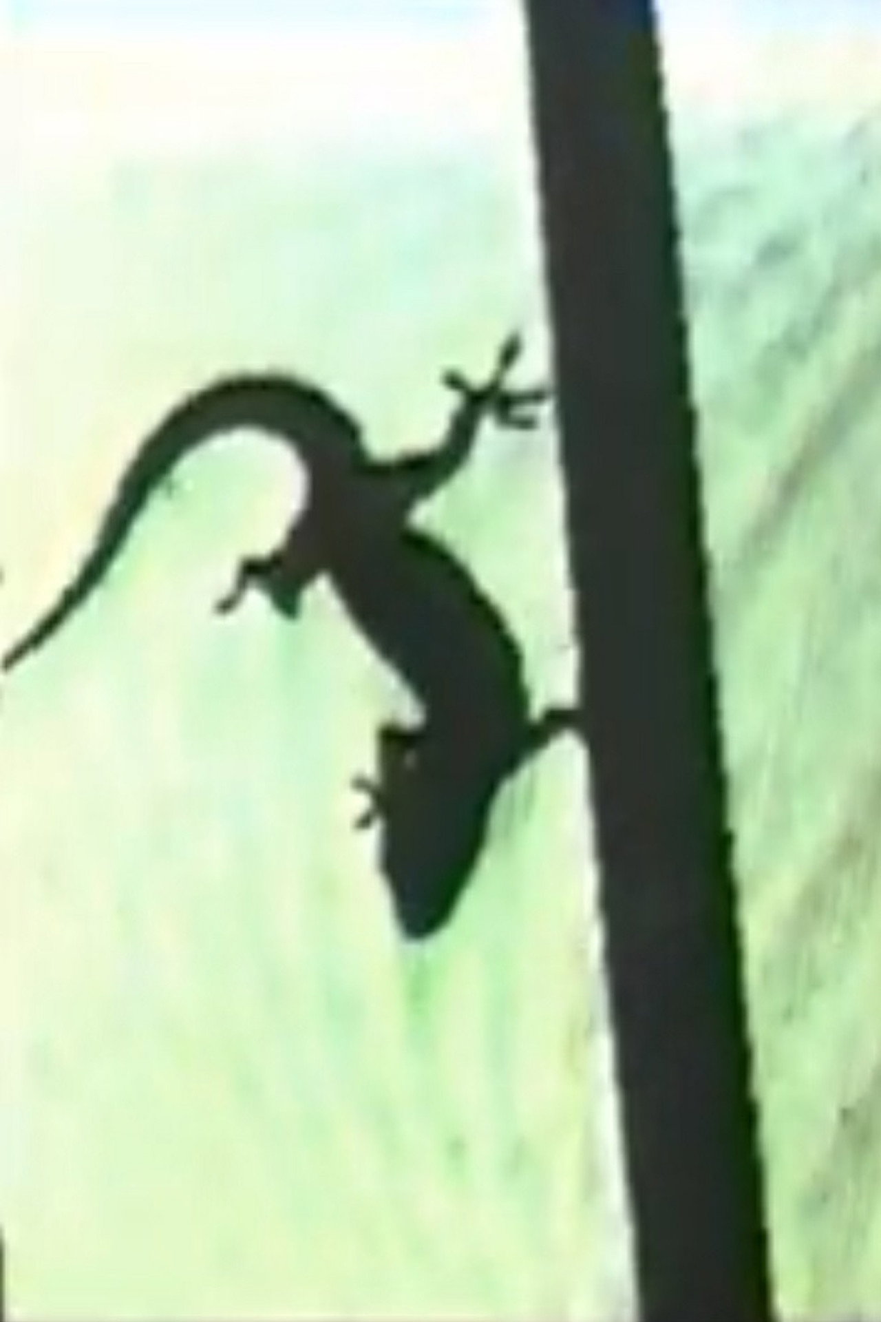 Lizard, or How to Perform in Front of the Reptile filmaffisch