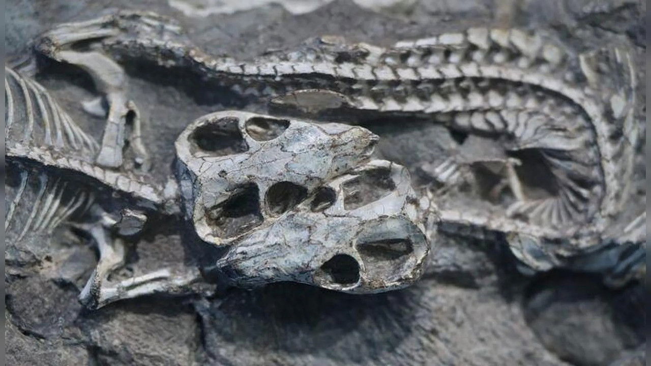 Origjinat e mamifereve backdrop