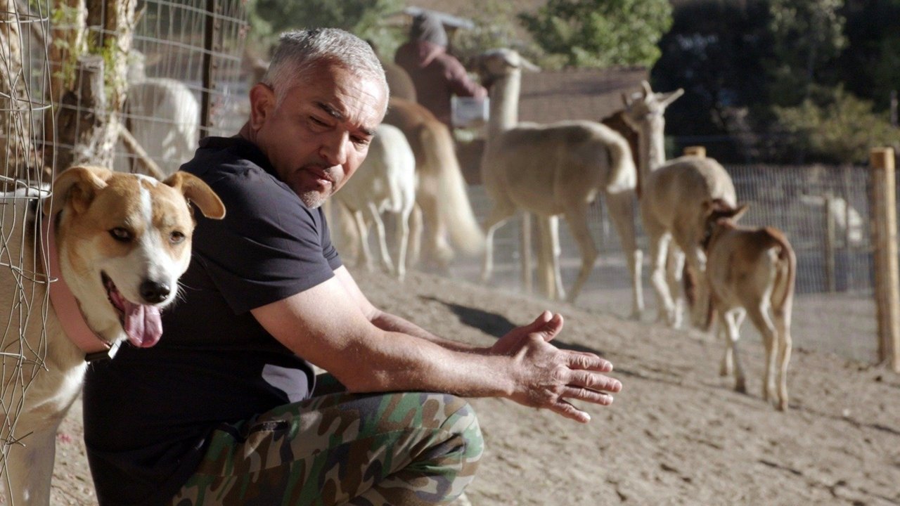 Cesar Millan: Better Human, Better Dog - Season 1 Episode 8 : Dogs v. Cats