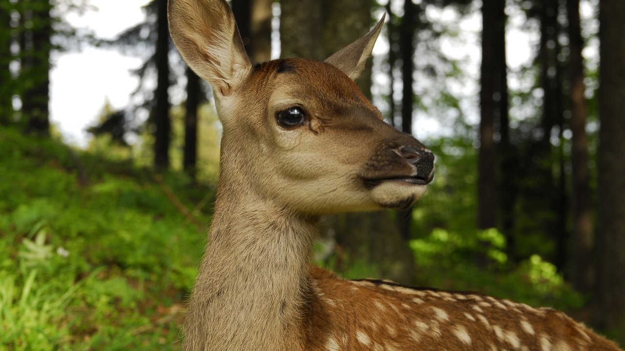 Nature - Season 26 Episode 13 : Prince of the Alps