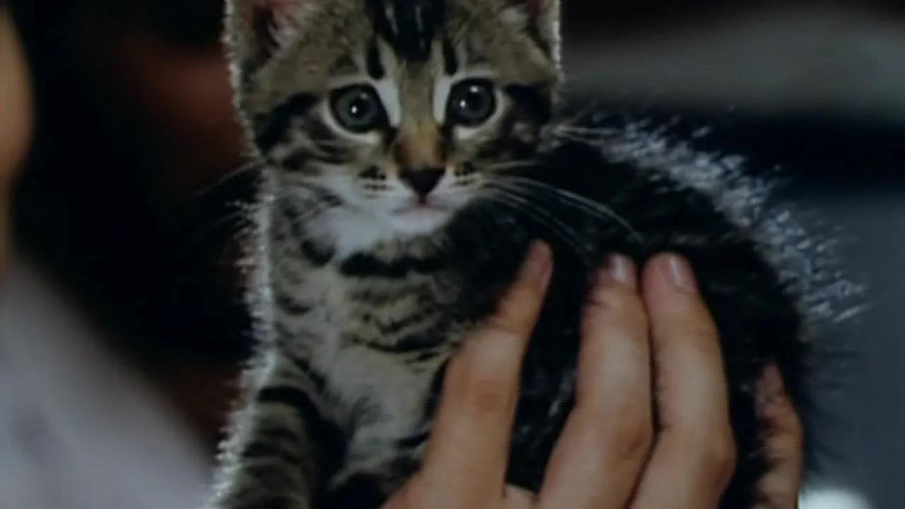 Kitty backdrop