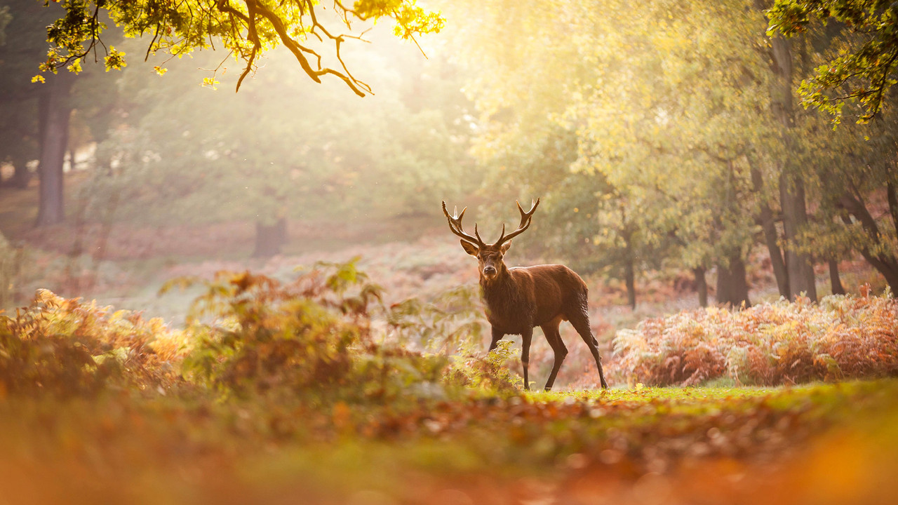 Autumnwatch — Épisode 4