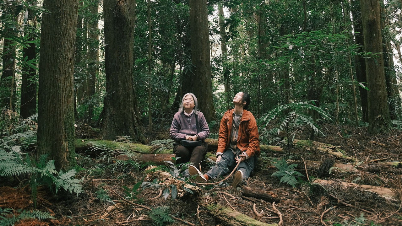 Crown Shyness Backdrop