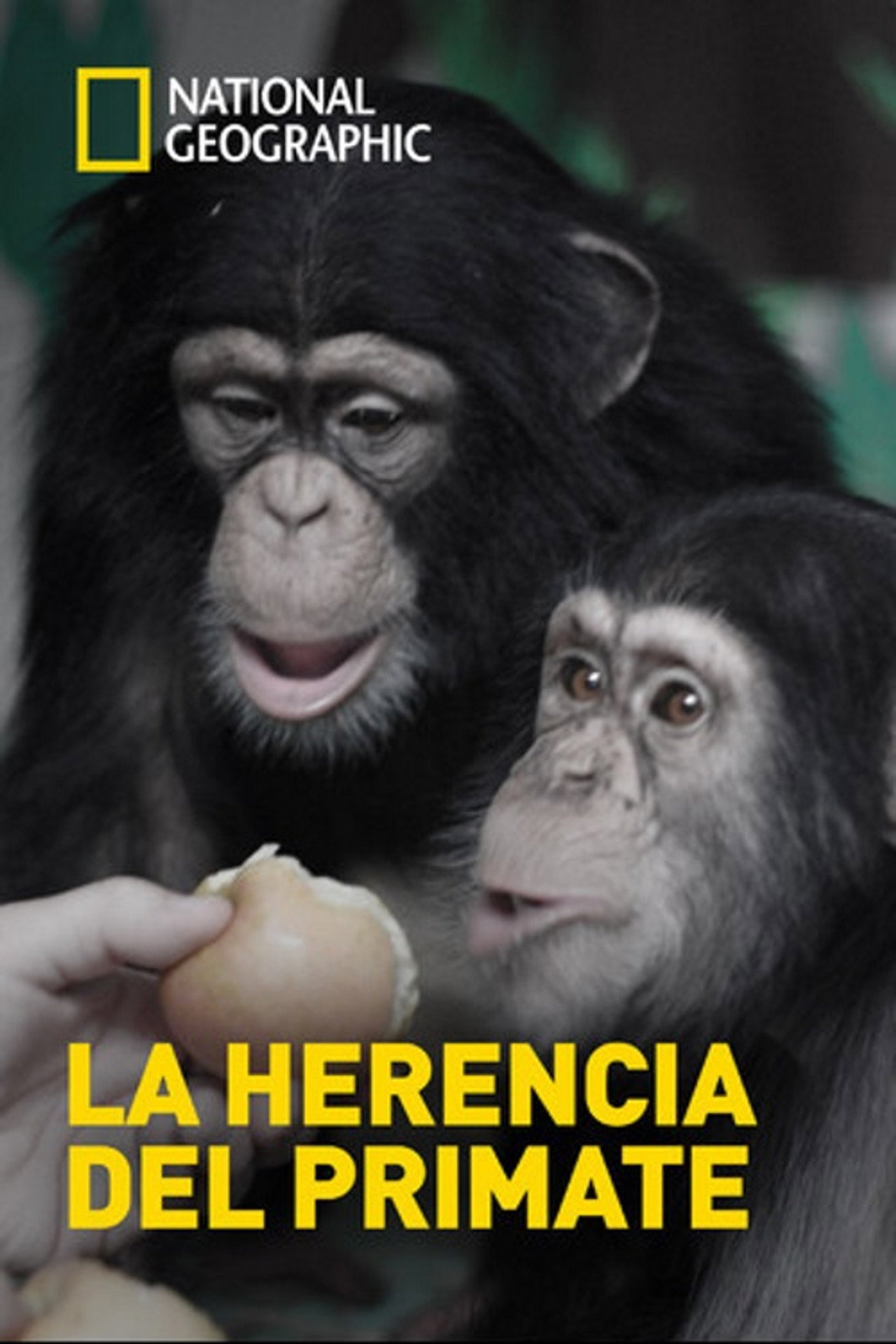 Human Ape filmaffisch